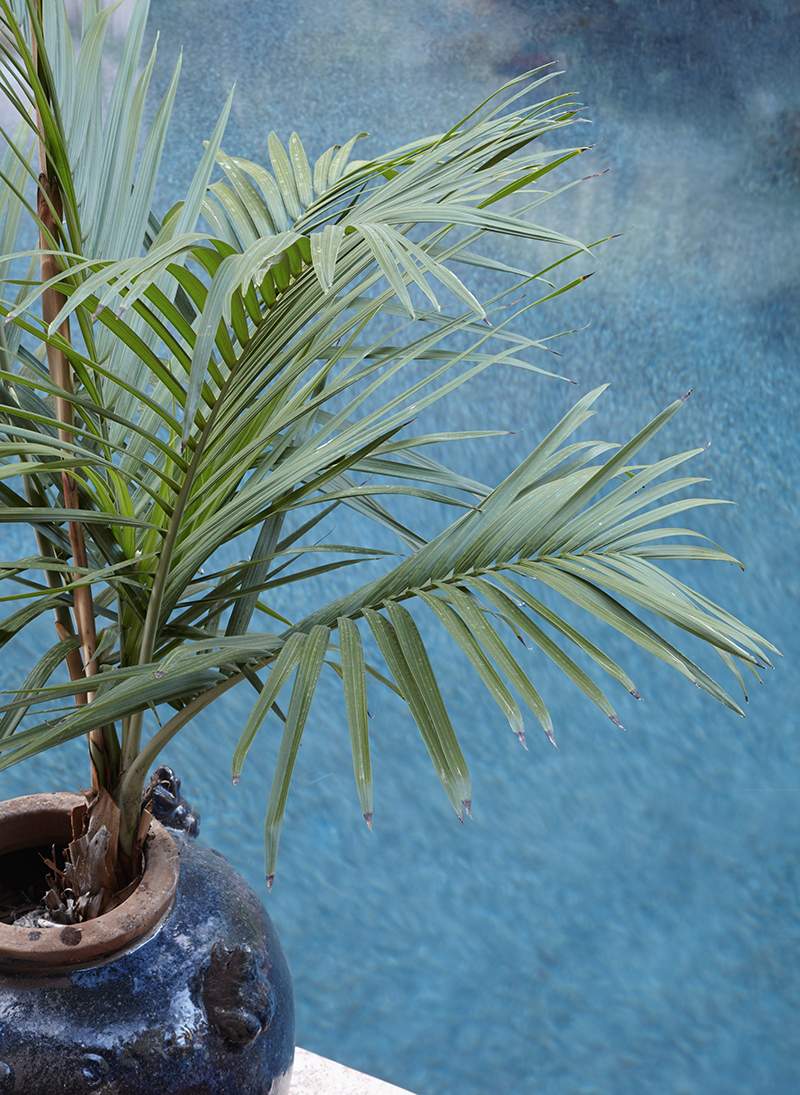 Chamaedorea radicalis 'Tree Form'