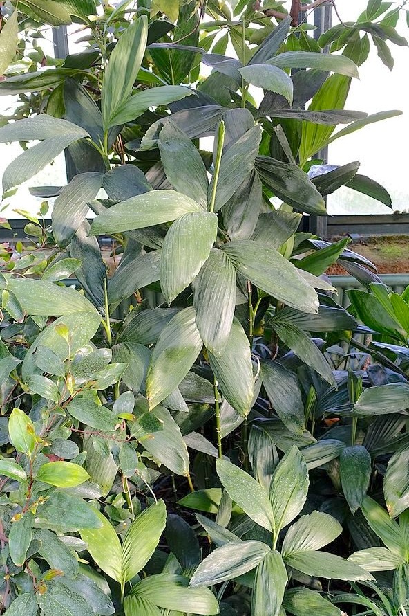 Chamaedorea stolonifera