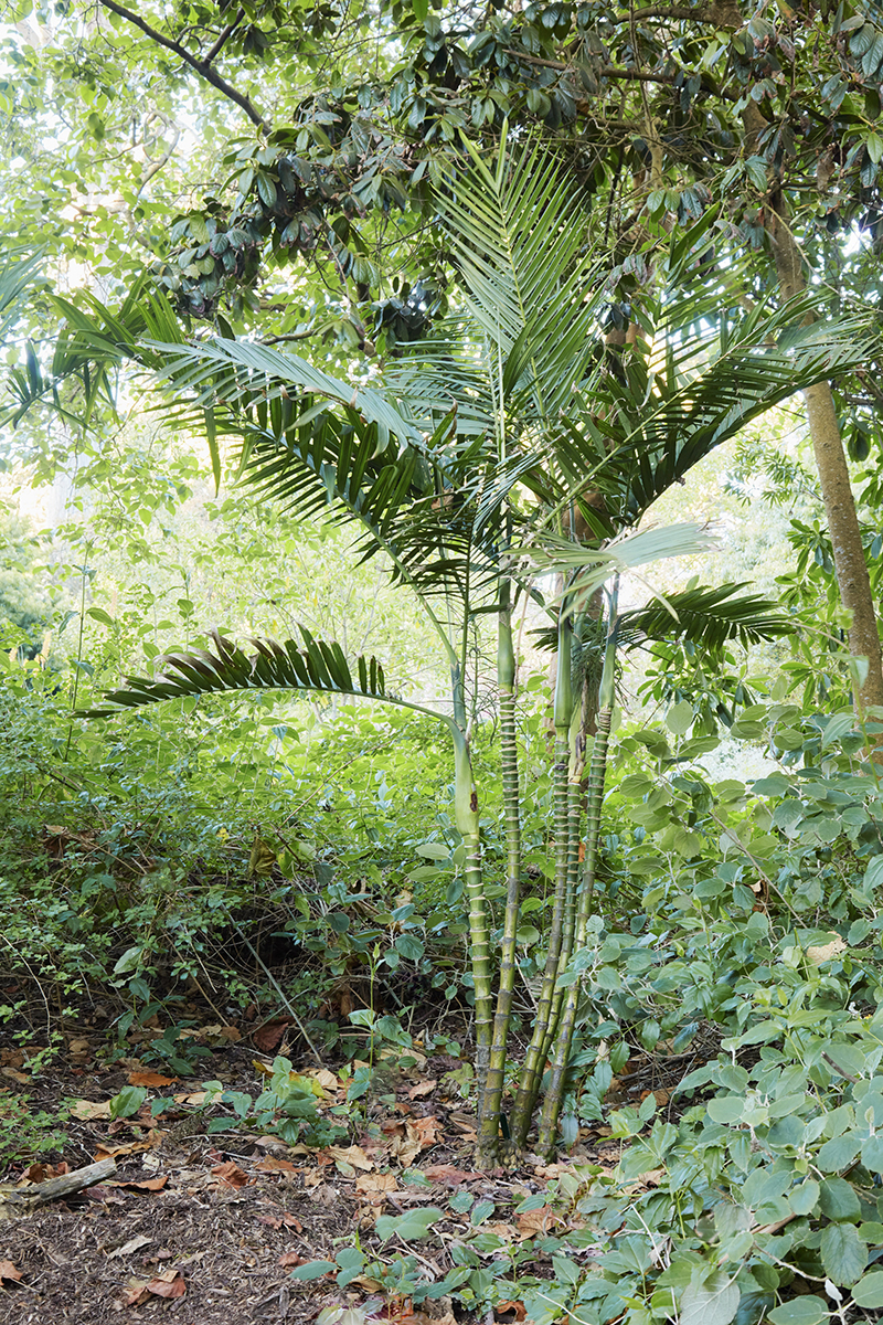 Chamaedorea woodsoniana 'Gigante'