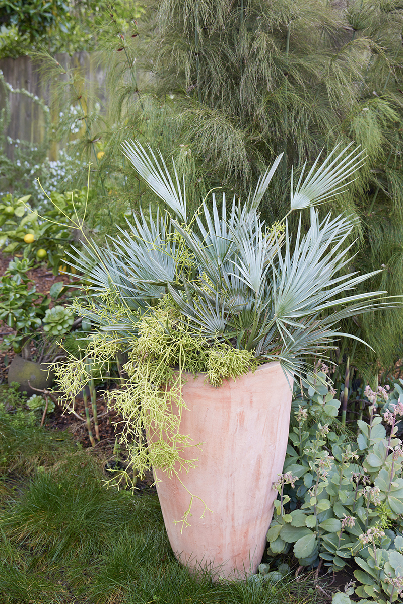 Chamaerops humilis 'Cerifera'