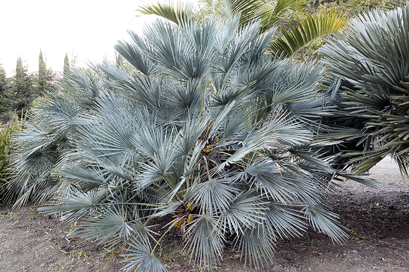 Chamaerops humilis 'Cerifera'