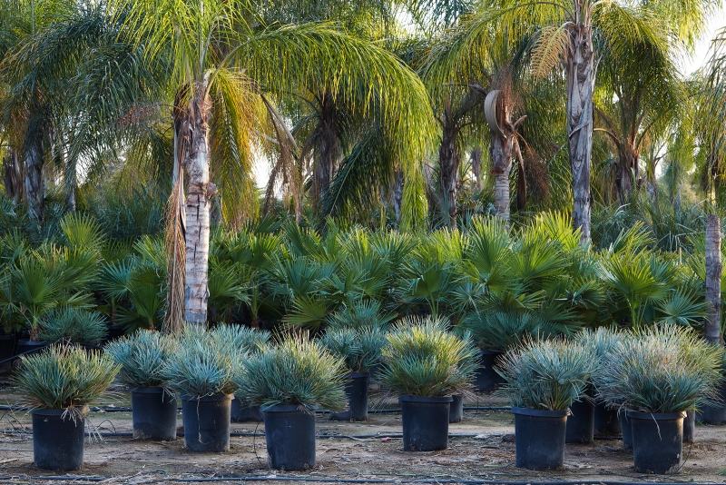 Chamaerops humilis 'Cerifera'