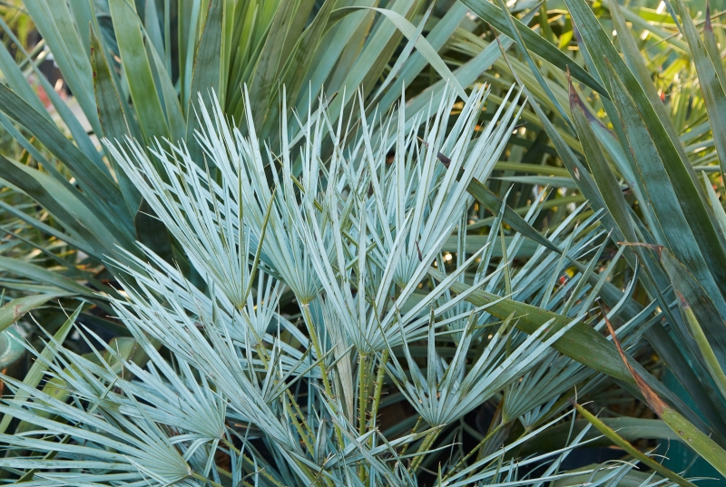 Chamaerops humilis 'Cerifera'