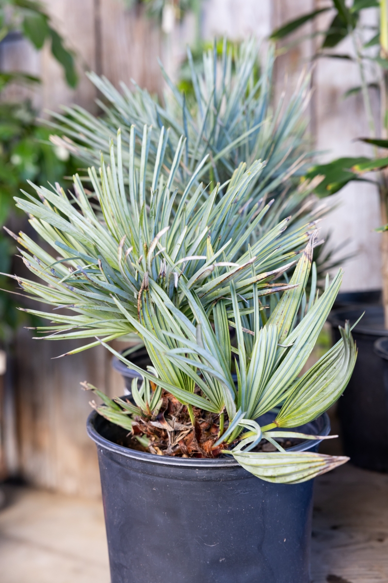 Chamaerops humilis 'Cerifera'