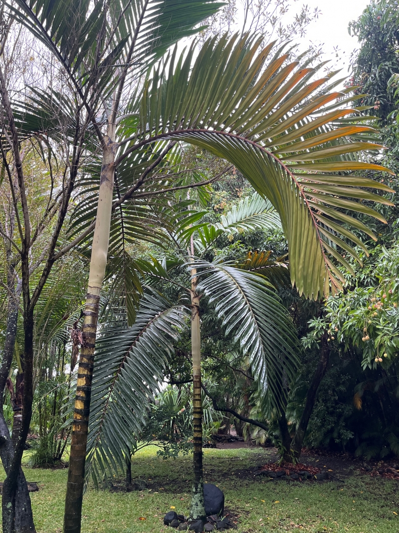 Chambeyronia macrocarpa
