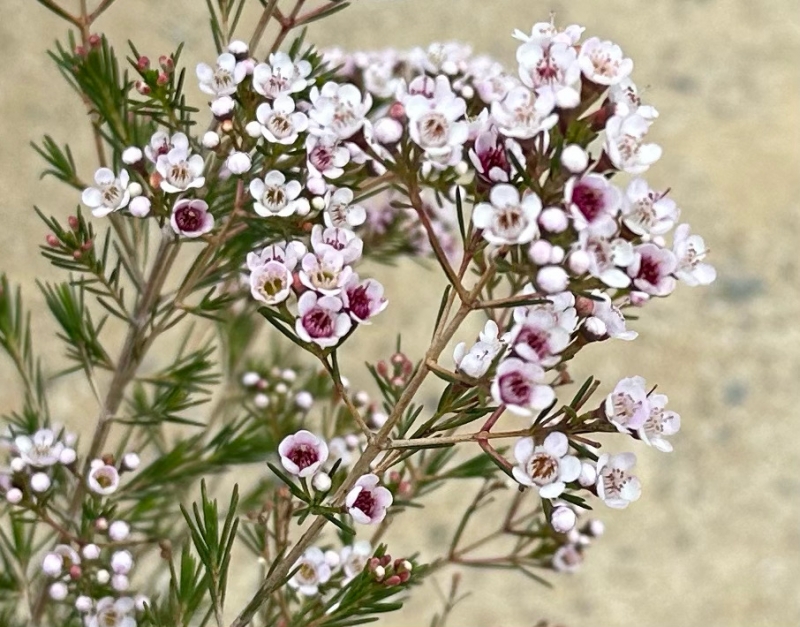 Chamelaucium 'Southern Stars'