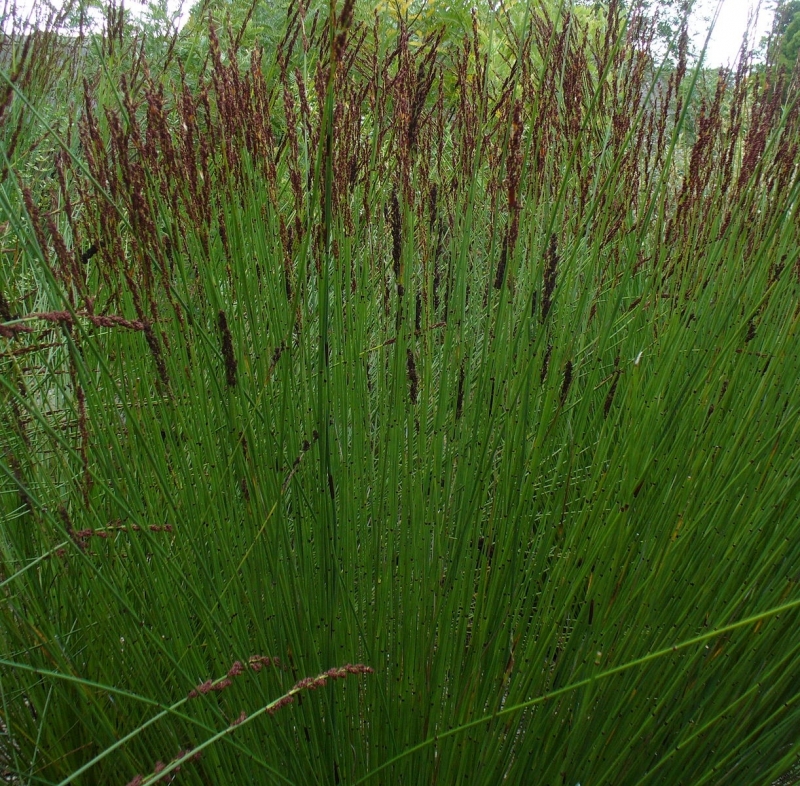 Chondropetalum tectorum