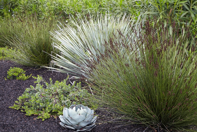 Chondropetalum tectorum 'El Campo'