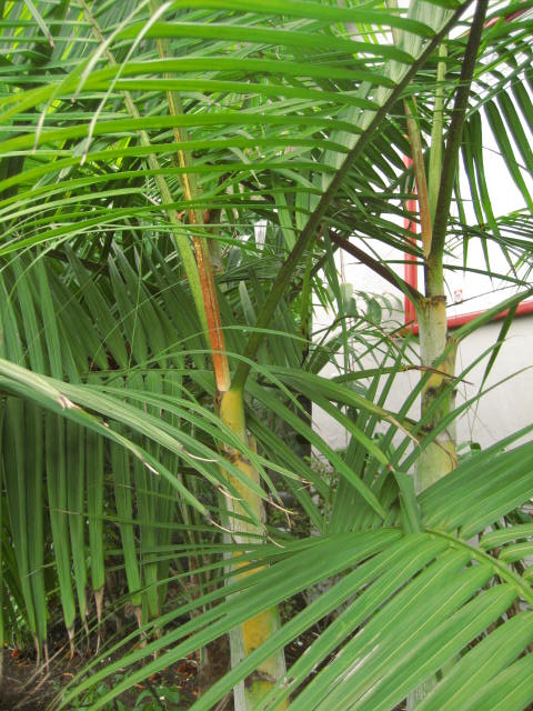 Chrysalidocarpus (Dypsis) baronii