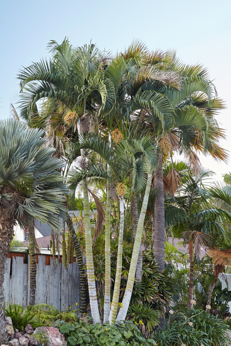 Chrysalidocarpus (Dypsis) baronii 'Black Stem'