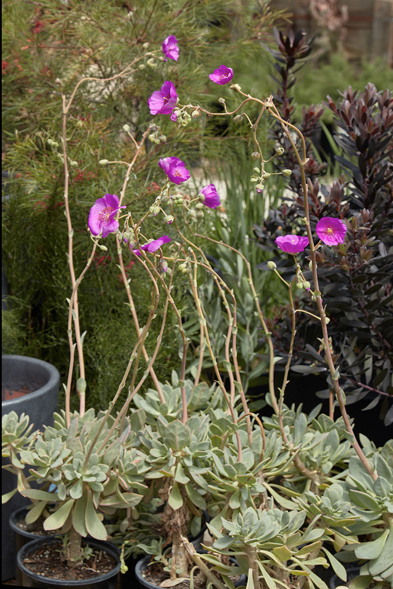 Cistanthe grandiflora (Calandrinia spectabilis)