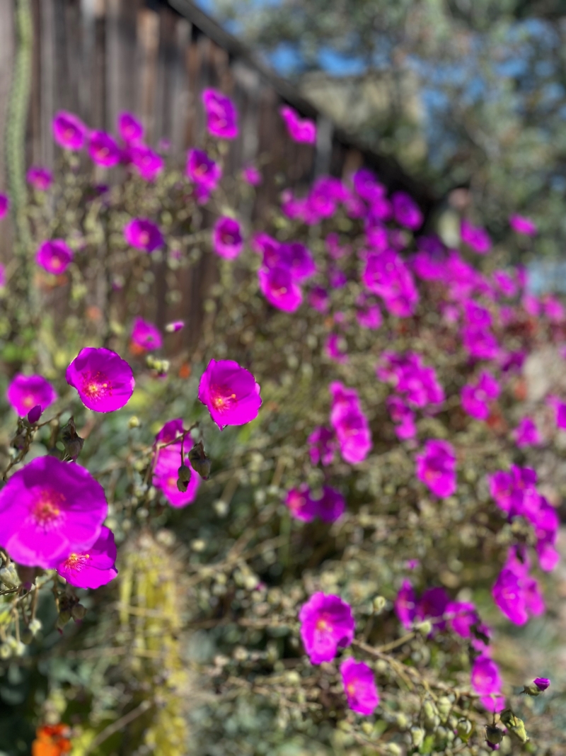 Cistanthe grandiflora (Calandrinia spectabilis)