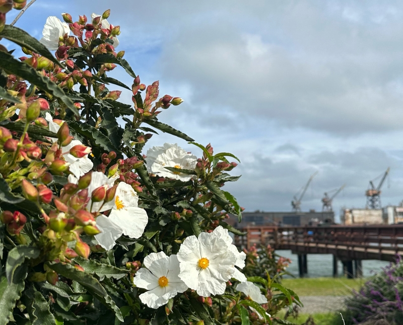 Cistus ladanifer 'Blanche'