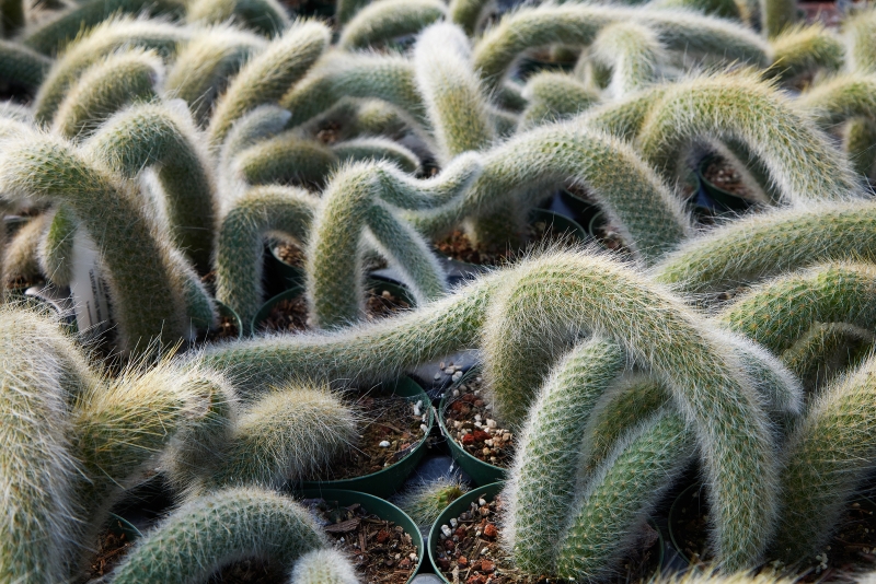 Cleistocactus colademononis