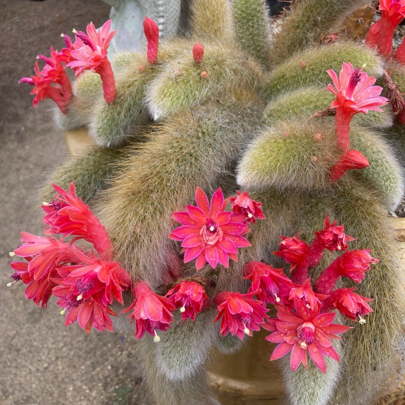 Cleistocactus colademononis