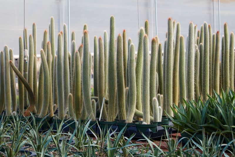 Cleistocactus strausii