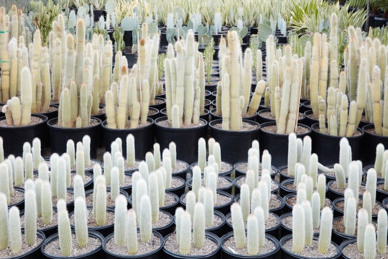 Cleistocactus strausii