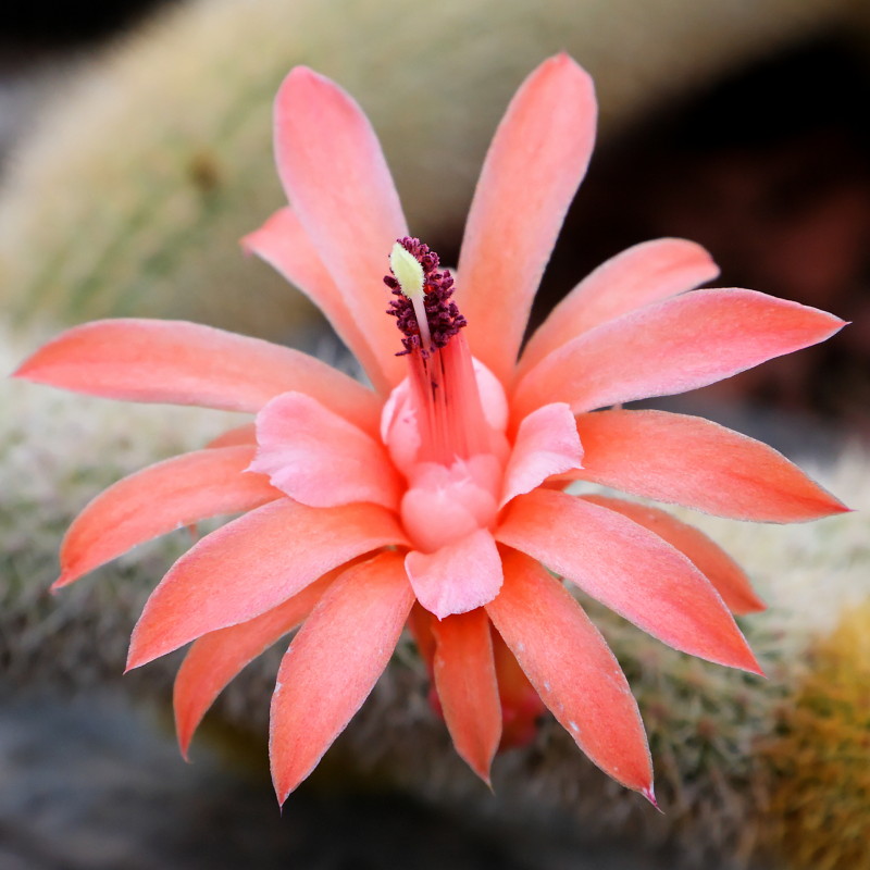 Cleistocactus winteri