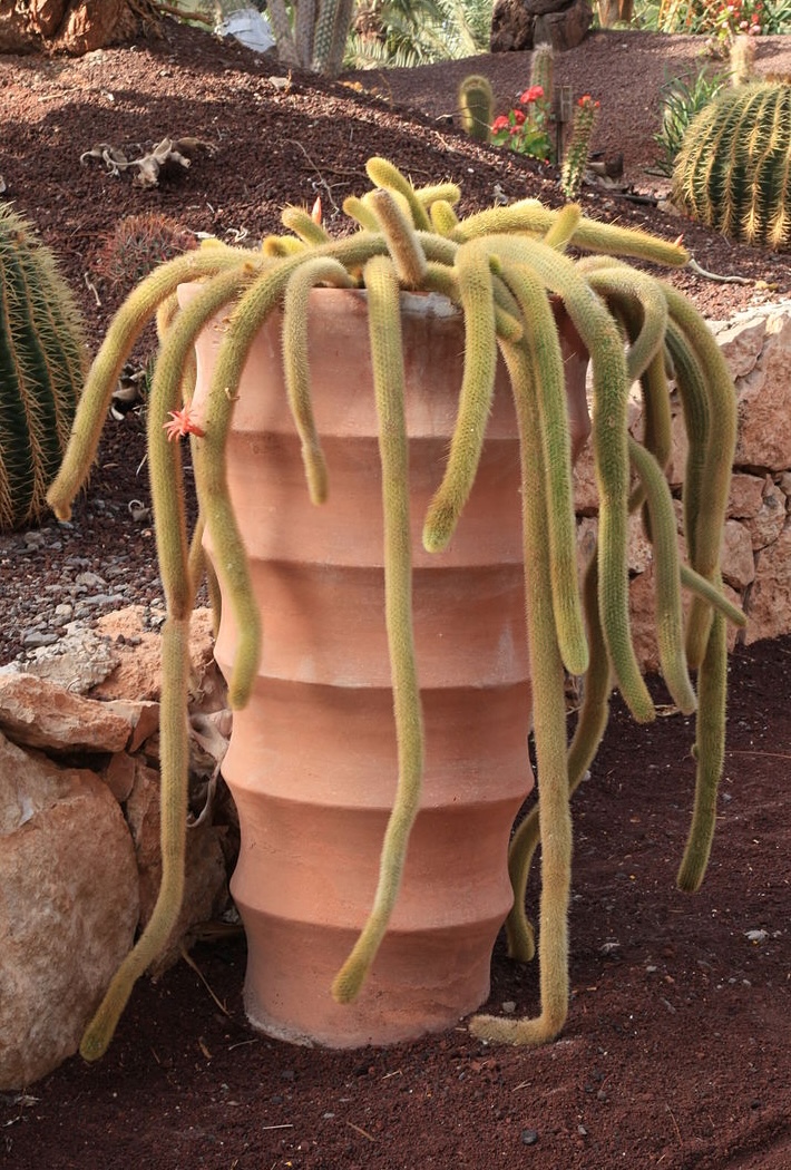 Cleistocactus winteri