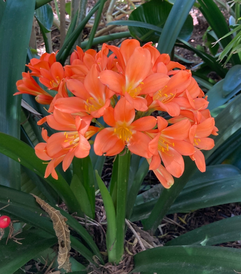 Clivia miniata 'Hybrid'