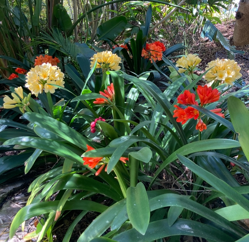 Clivia miniata 'Hybrid'