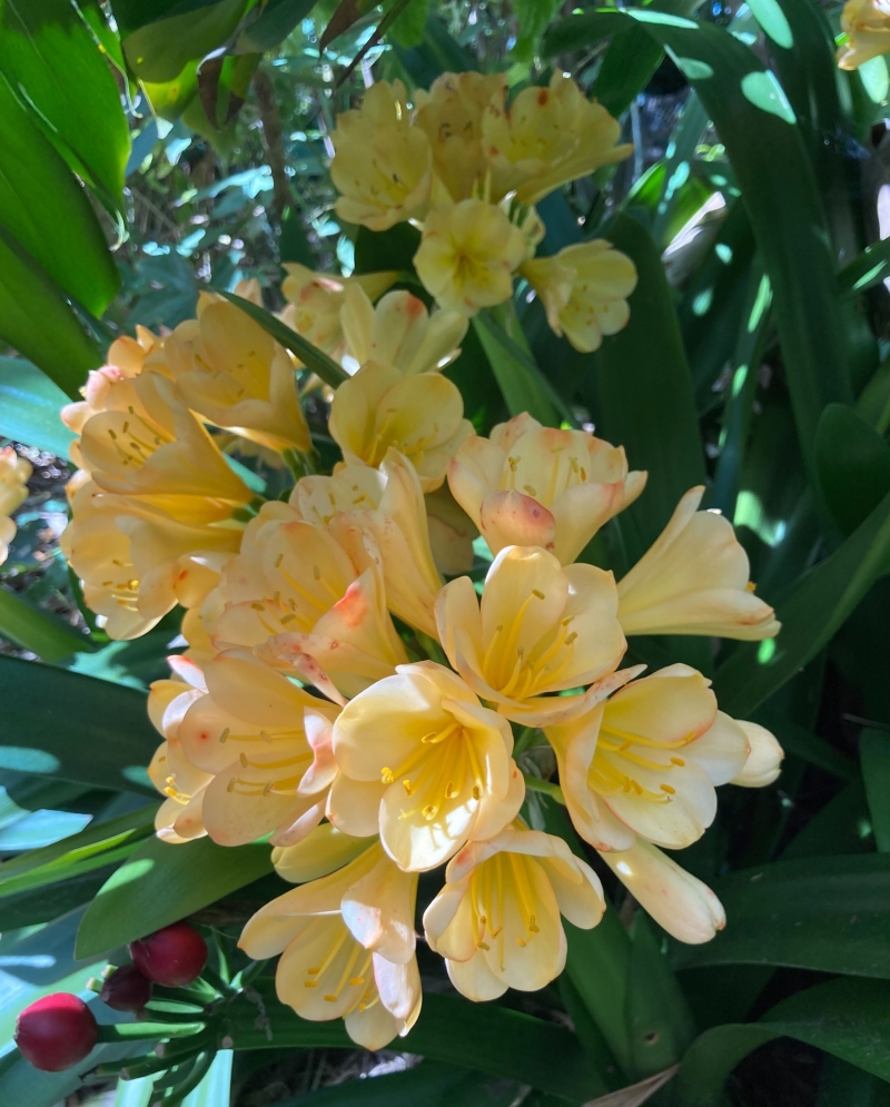 Clivia miniata 'Hybrid'