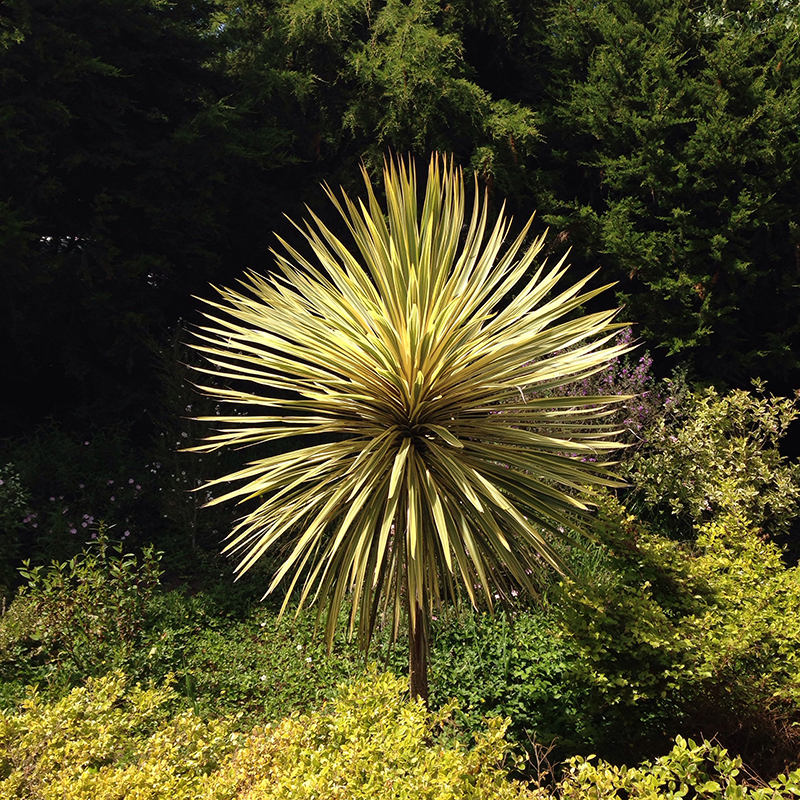 Cordyline australis 'Torbay Dazzler'