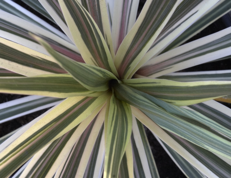 Cordyline australis 'Torbay Dazzler'