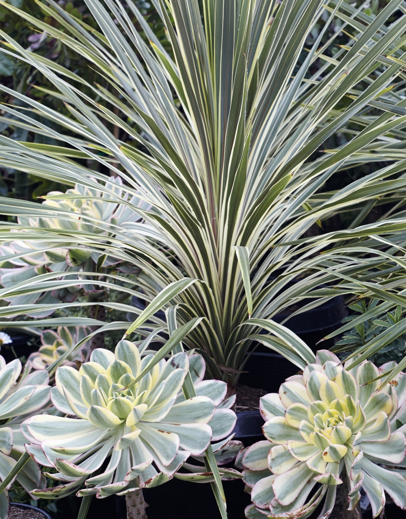 Cordyline australis 'Torbay Dazzler'