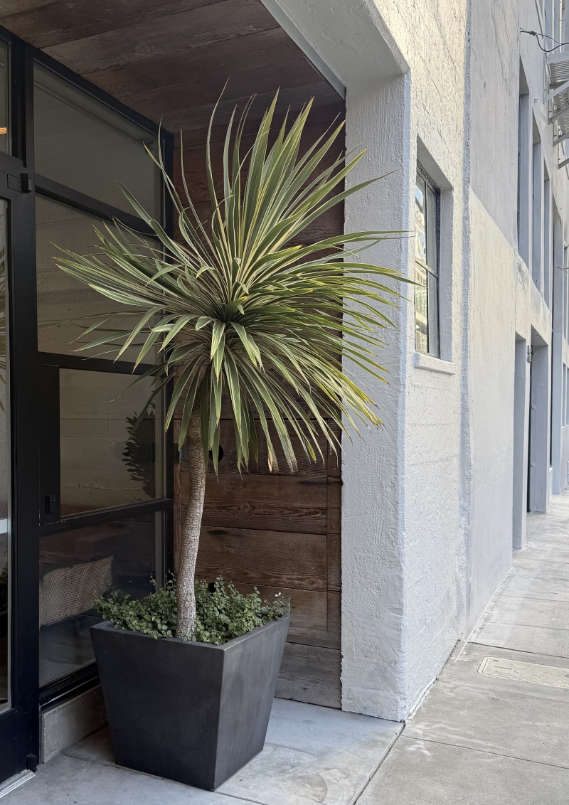 Cordyline australis 'Torbay Dazzler'