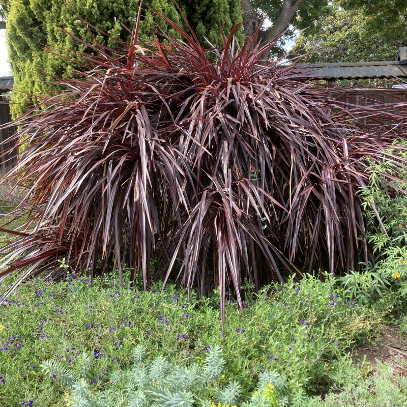 Cordyline 'Design a Line Burgundy'