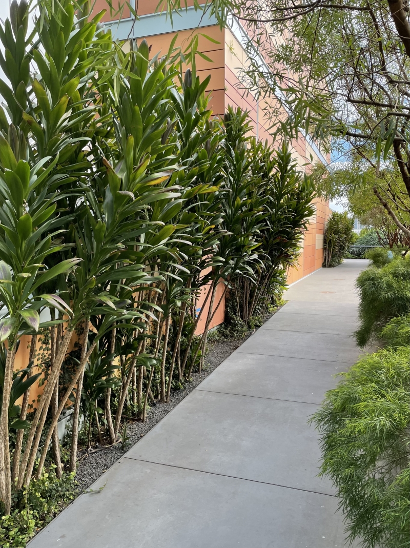 Cordyline 'Glauca'