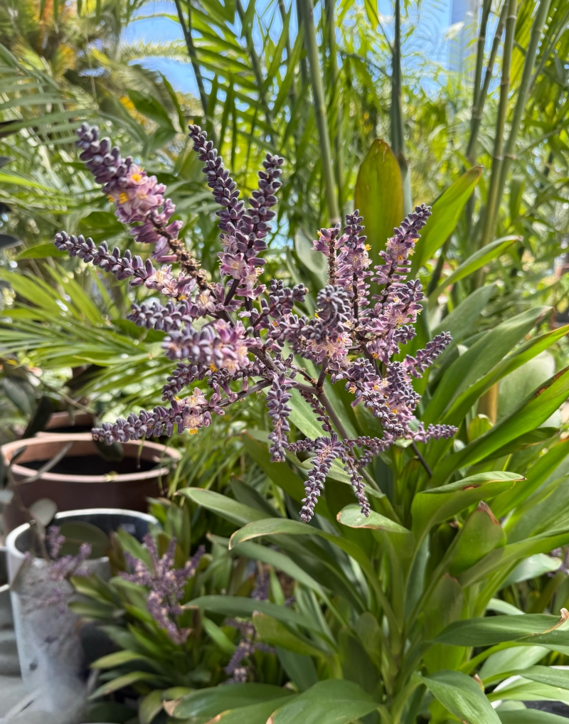 Cordyline 'Glauca'