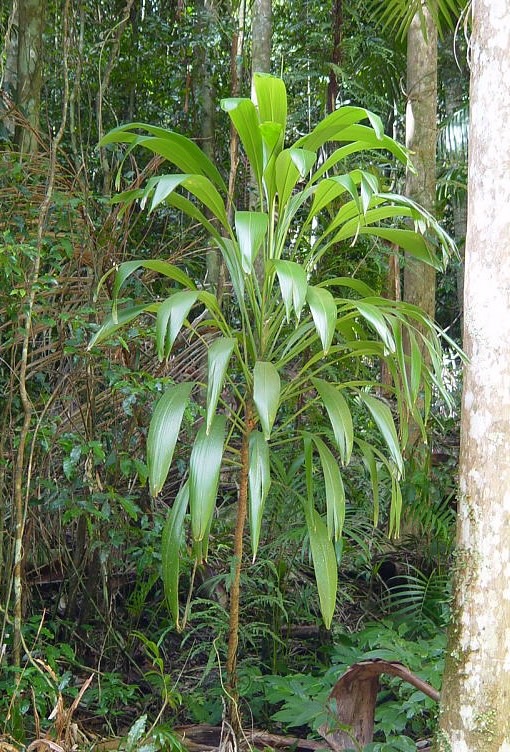 Cordyline petiolaris