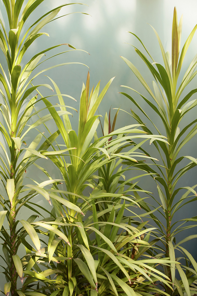 Cordyline stricta