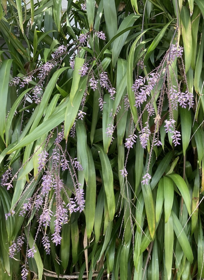 Cordyline stricta