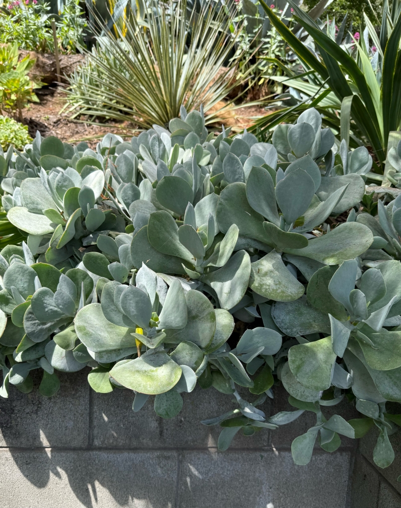 Cotyledon orbiculata 'Silver'