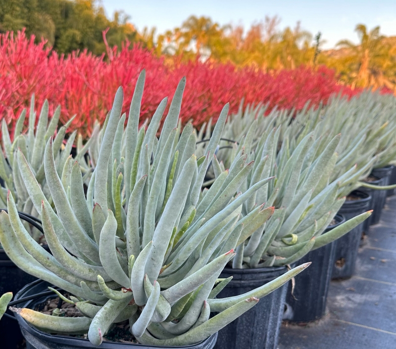 Cotyledon orbiculata var. oblonga 'Flavida'