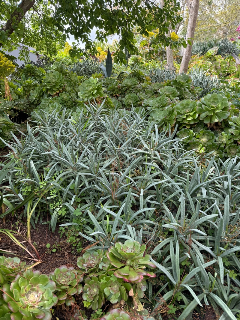 Cotyledon orbiculata var. oblonga 'Flavida'