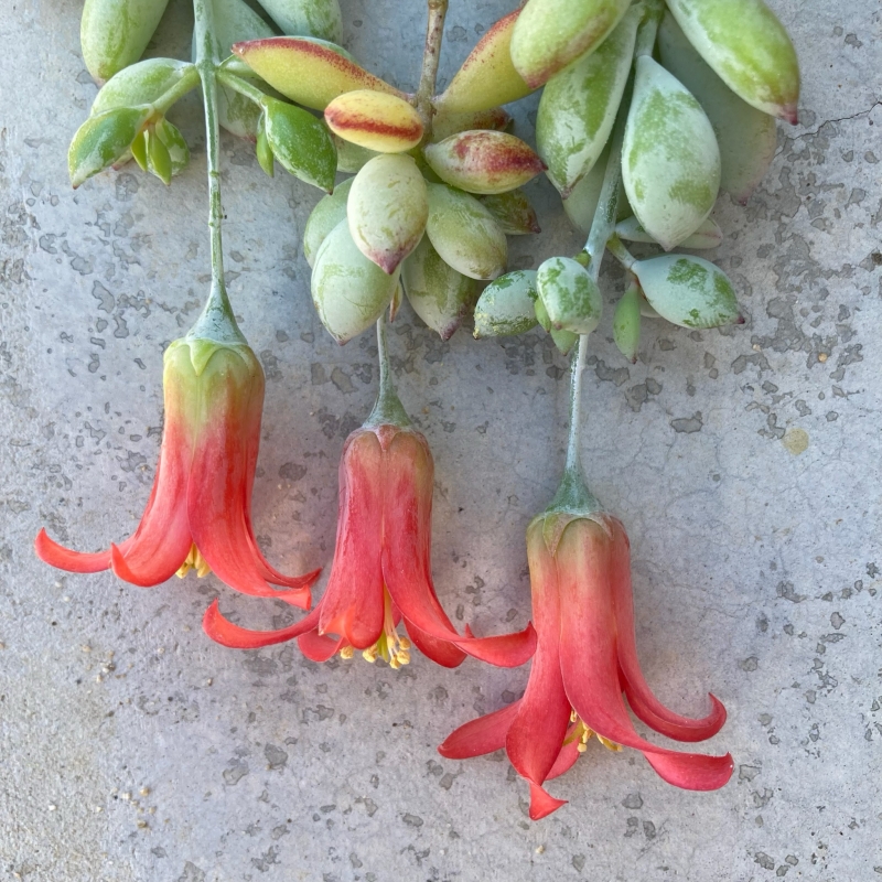 Cotyledon pendens