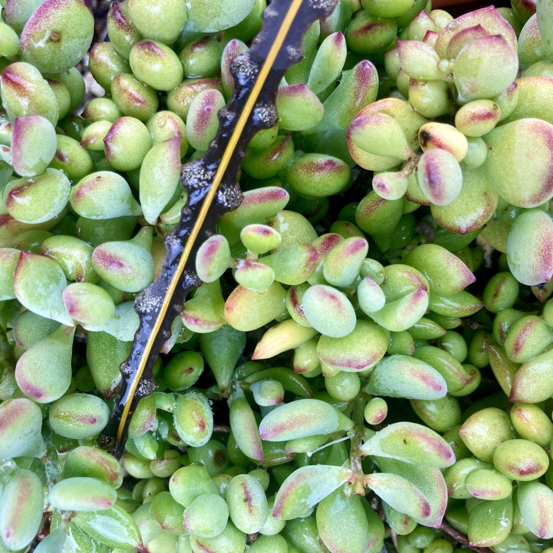 Cotyledon pendens