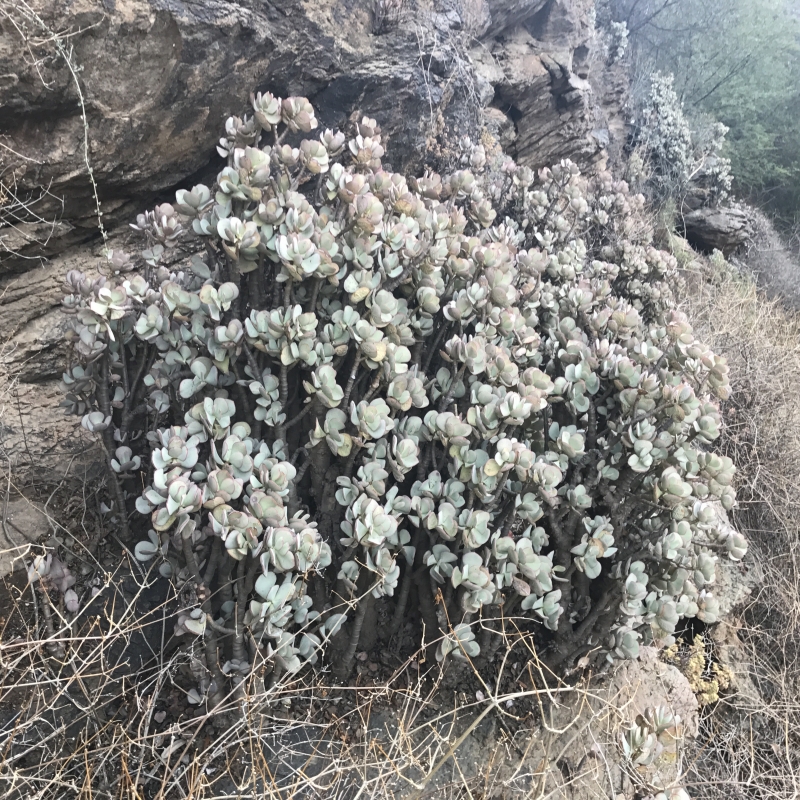 Crassula arborescens