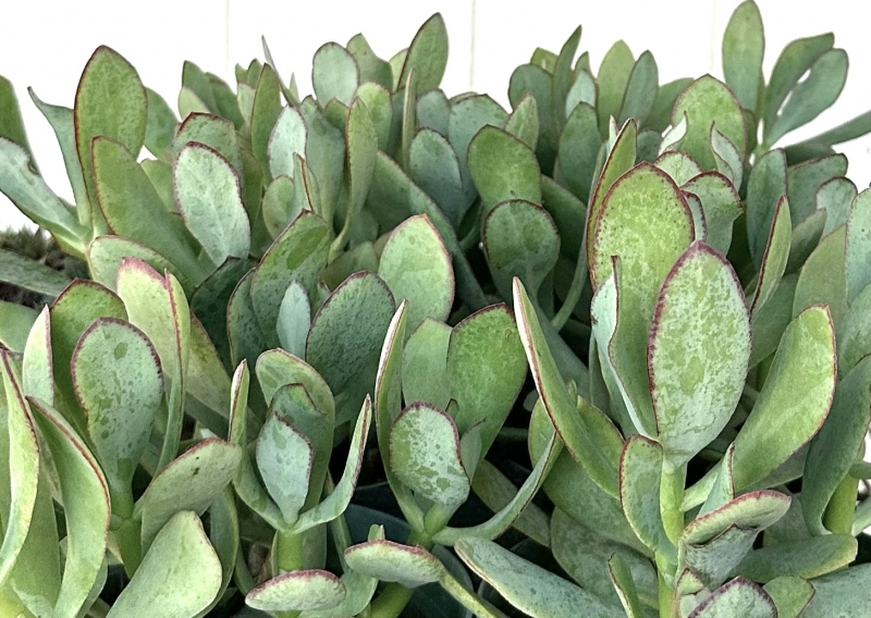 Crassula arborescens 'Blue Bird'