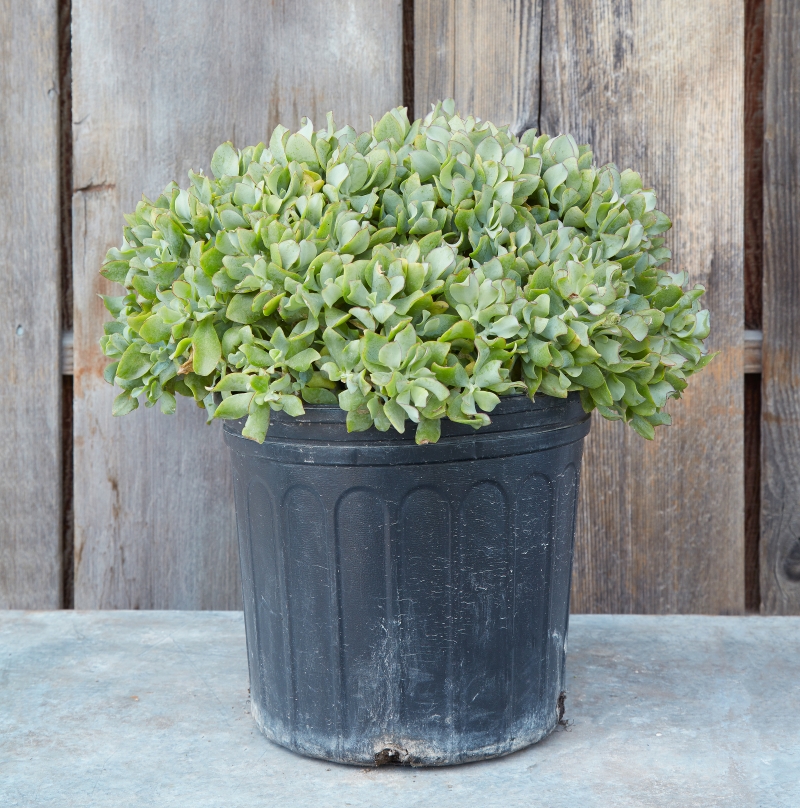 Crassula arborescens 'Blue Waves'