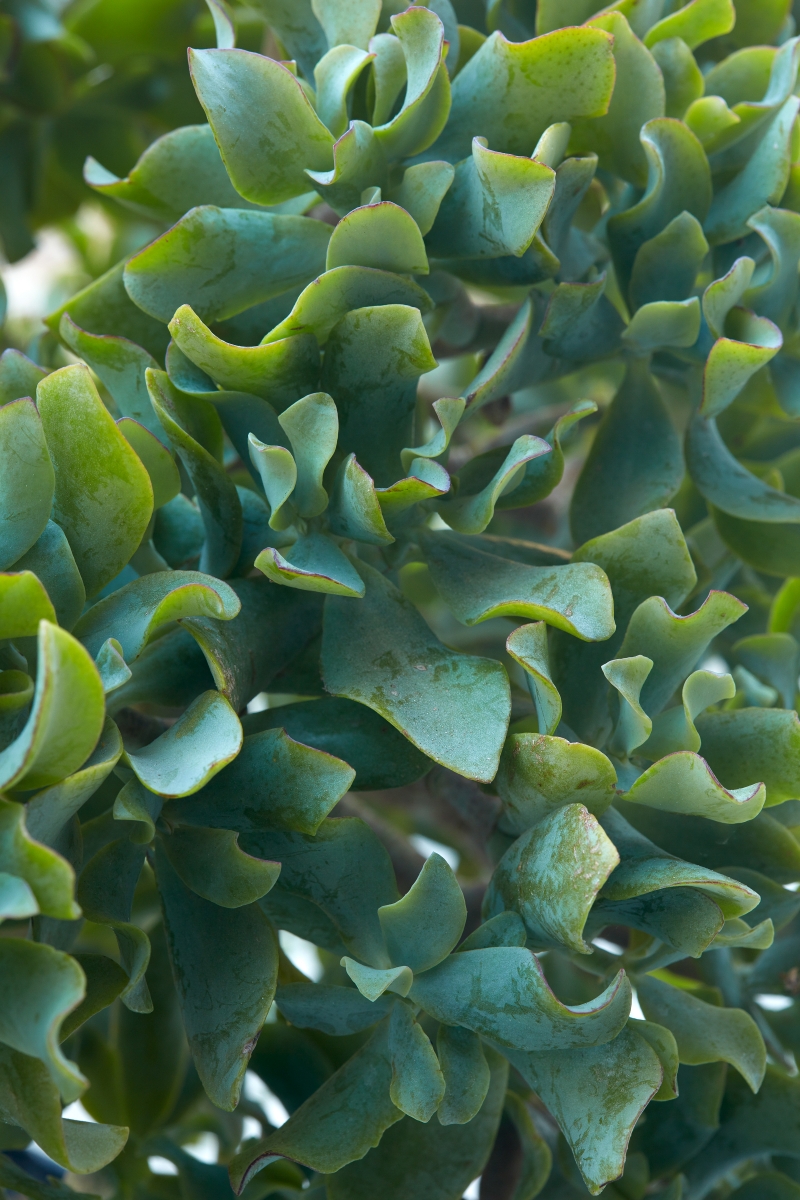 Crassula arborescens 'Blue Waves'