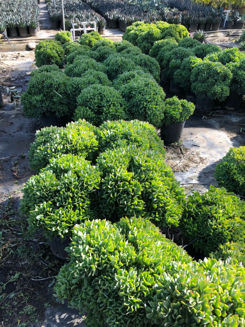 Crassula arborescens 'Blue Waves'