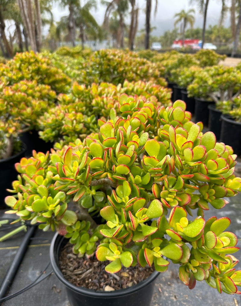 Crassula ovata 'Minima'