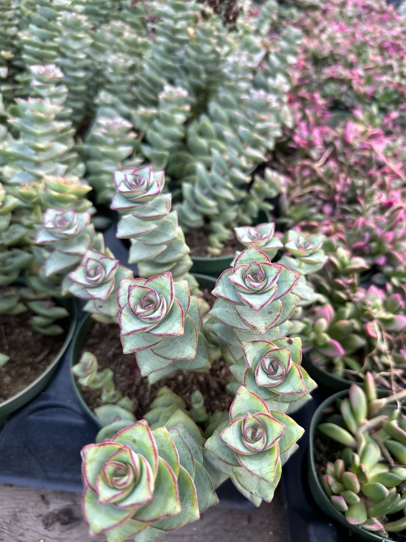 Crassula perforata 'Giant'