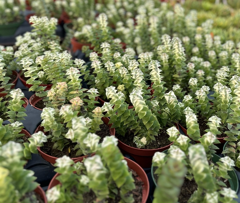 Crassula perforata 'Variegata'