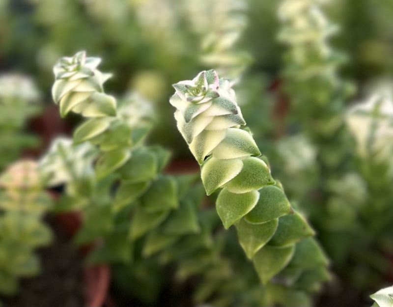 Crassula perforata 'Variegata'